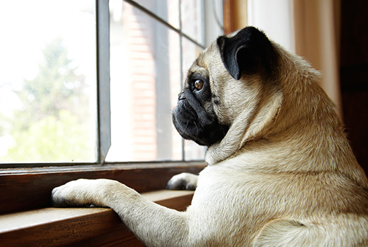 Pug dog looking out window